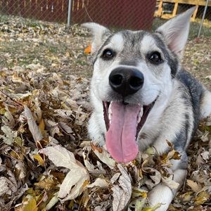 Meet your Posher, Addison